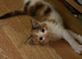Calico kitten girl