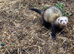Male ferret
