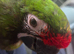 Military macaw