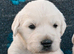 Chunky Cream Golden Retriever Puppies