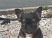Unique french bulldog pups all priced differently