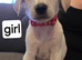 Belgian mali x Dalmatian pups 12weeks ready to leave now offers welcome