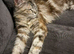 Red 16 week old full Mainecoon kitten