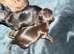 Lovely cheeky Shih Tzu pups