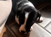 Jack Russell Puppies for Sale Swansea