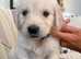 Golden retriever puppies
