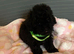 Toy poodles ready to go to there new loving homes