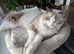 Pure ragdoll cats
