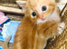 3/4 Ragdoll kittens