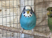 Blackwing Split Blackface Budgie