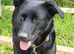 Quarter collie x lab