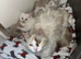 Mink and traditional ragdoll kittens