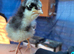 Mixed bantams