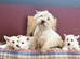West Highland White terriers