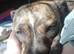 Female Staffordshire bull terrier