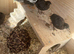 Button Quail