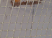 Canaries for sale