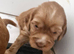 Beautiful Cockerpoo Puppies