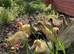Ducklings Indian Runner