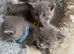 Beautiful chunks blues