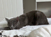 Beautiful Russian blue female
