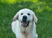 9 beautiful golden retriever puppies
