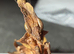 Phyllocrania Paradoxa(ghost mantis)
