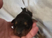 7 airdale puppies for sale