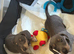 dachshunds puppies
