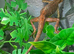 Vietnamese Blue Crested Lizard (Calotes Bachae) Pair at Birmingham Reptiles