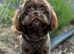 KC Imperial Shihtzu stud