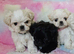 Maltese X Imperial Shih Tzu puppies