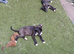 I have 5 cane corso crossed siberian huskys ready for there forever homes