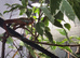 Male panther chameleon with full set up