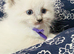 Purebred Ragdoll Kittens, Blue Point and Blue Mitted