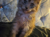 **REDUCED** PEDIGREE GCCF BLUE Maine coon baby