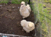 Breeding pair