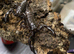 Thai Forest Scorpions (Laoticus) at Birmingham Reptiles