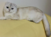 Beautiful Scottish Fold Female, 3 years old