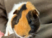 Two Female Guinea Pigs