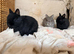 Four gorgeous Netherland dwarfs