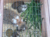 Lovely bunnys