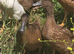 Khaki Campbell growers
