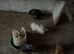 20 chickens for sale and quails (read description)