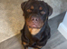 Red Rottweiler for stud