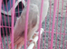 Grey clear tail Hen ringneck