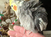 Pair of cockatiels 3 yrs old