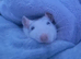 Rat and cage