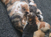 Kittens for sale