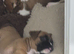 Boxer pup last female